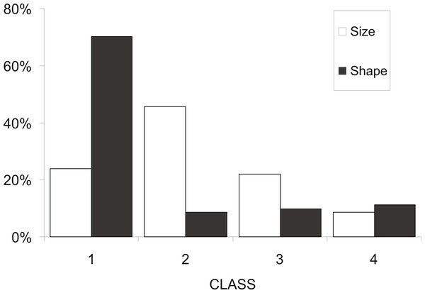 Frequency distribution of sardine swimbladders per size and shape class.