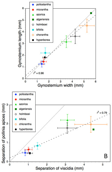 Bivariate plot of taxon mean values for (A) gynostemium width versus gynostemium length and (B) distance separating viscidia versus distance separating pollinarium apices for Platanthera hyperborea plus seven putative species and two hybrid combinations in Platanthera section Platanthera.