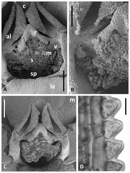 Scanning electron micrographs of flowers and bracts of Icelandic P. hyperborea.