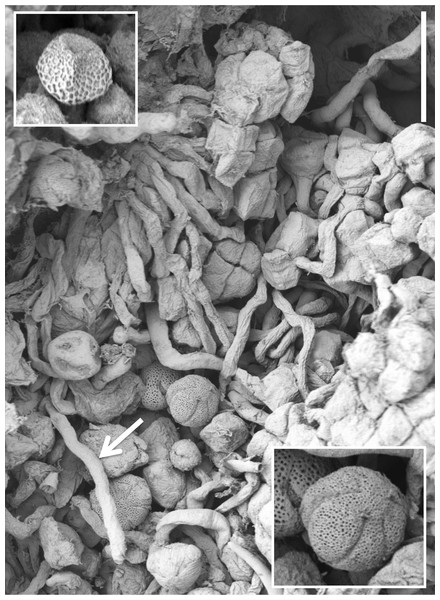 Scanning electron micrograph of numerous pollen grains adhering to the stigma of a P. hyperborea flower.