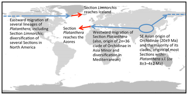 Scenario suggesting how the two most phylogenetically divergent lineages within the genus Platanthera ultimately reached adjacent mid-Atlantic archipelagos by migrating (and evolving) circumboreally but in opposite directions.