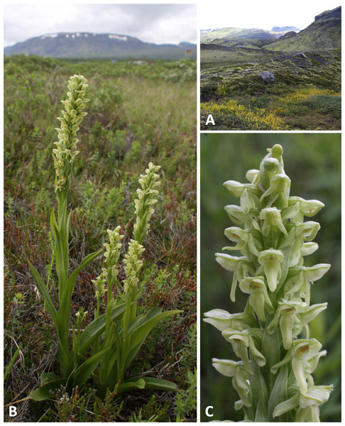 Classic plants and habitats of Platanthera hyperborea on Iceland.