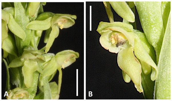 Flowers of an inflorescence of Platanthera hyperborea from Thingvellir.