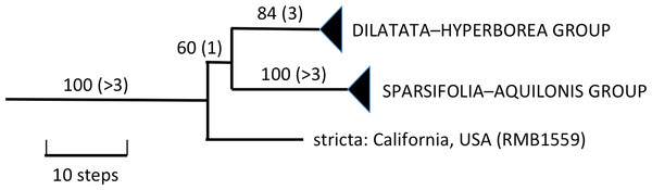 Portion of the preferred most-parsimonious ITS tree that encompasses Platanthera section Limnorchis, showing three well-supported species groups.