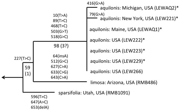 ITS phylogeny of the P. sparsifolia–aquilonis group enlarged from Fig. 4 to show the molecular character-state transitions that separate the nine analysed accessions.