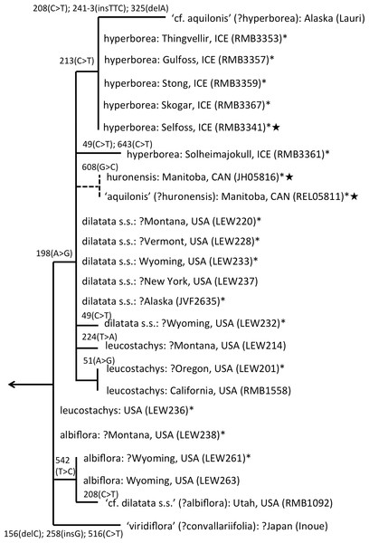 ITS phylogeny of the P. dilatata–hyperborea group enlarged from Fig. 4 to show the molecular character-state transitions that separate the 24 analysed accessions.