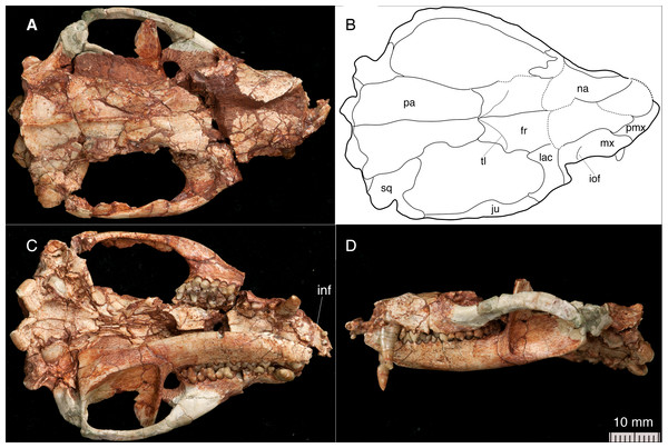 The skull and left mandible of Lotheridium mengi (ZMNH M9032).