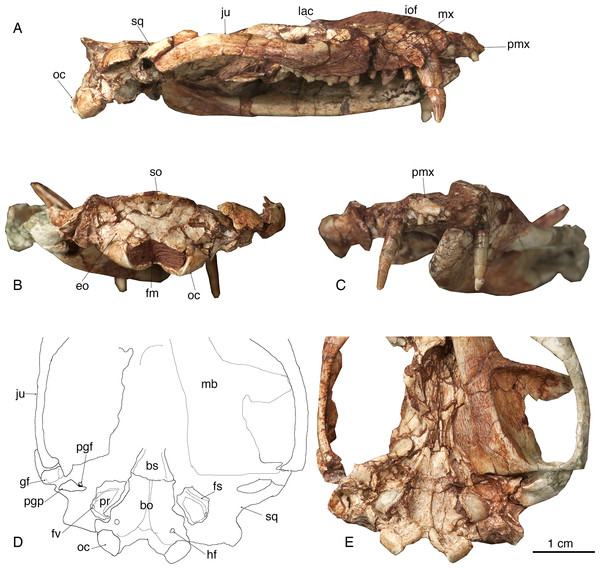 The skull of Lotheridium mengi (ZMNH M9032).