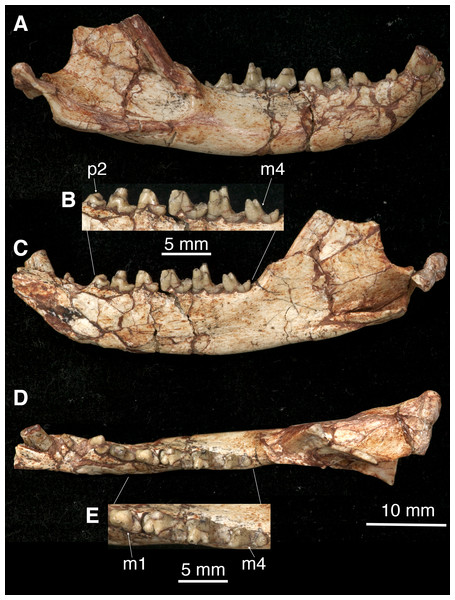 The right mandible of Lotheridium mengi (ZMNH M9032).