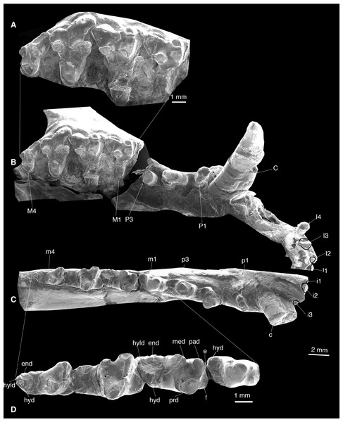 Dentition of Lotheridium mengi (ZMNH M9032).