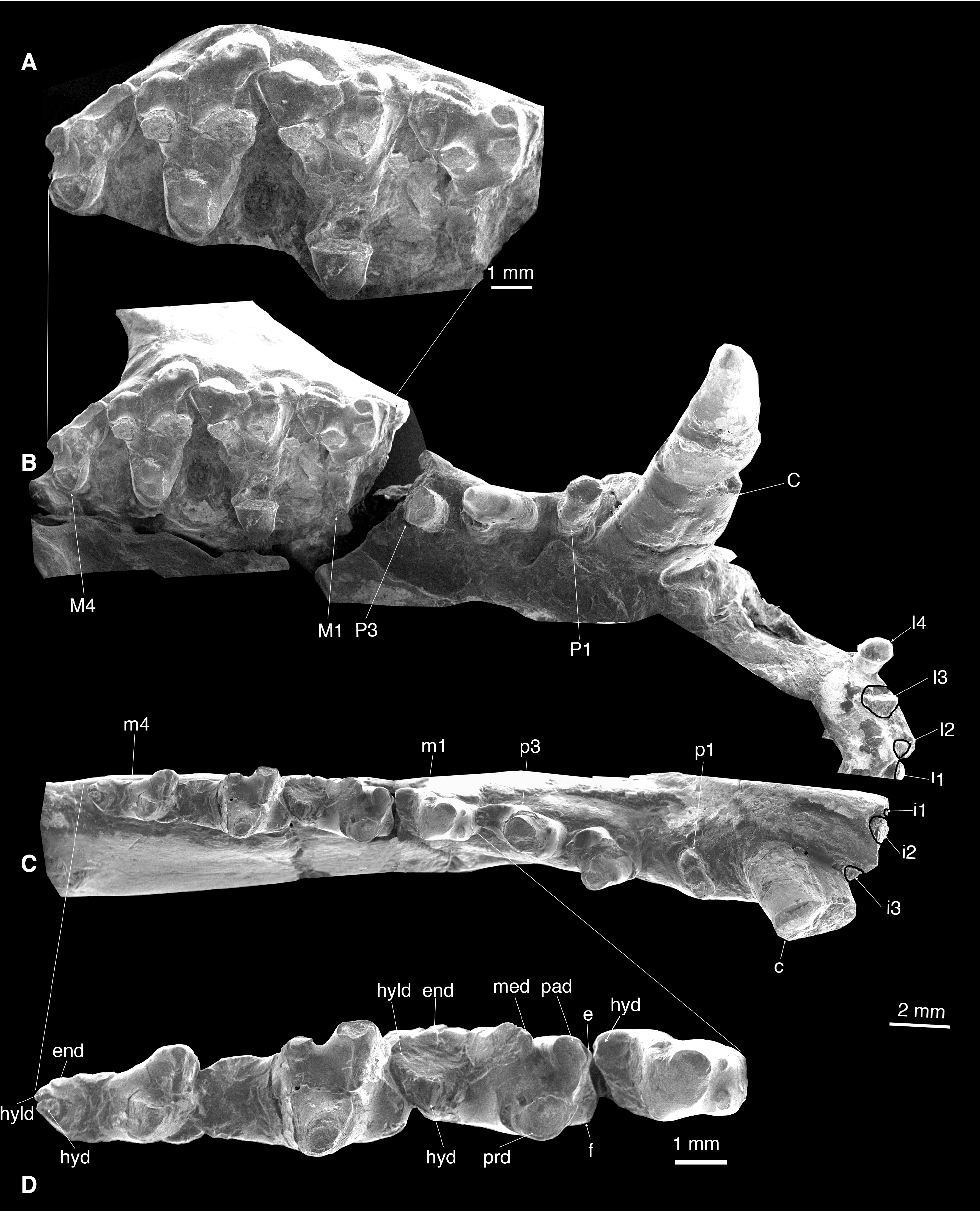 Upper dentitions of various therians from the Cretaceous, Kyzylkum