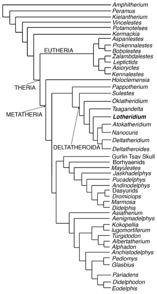 The most parsimonious tree generated from the phylogenetic analyses from this paper.