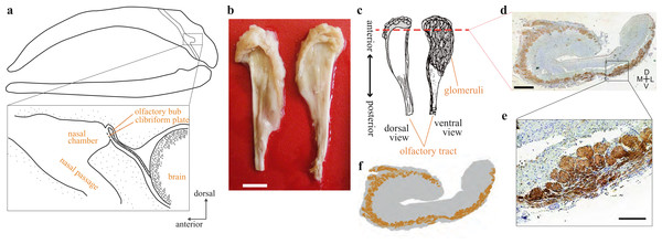 Olfactory bulb of the bowhead whale brain.