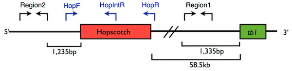 Primer Locations at tb1 Locus.