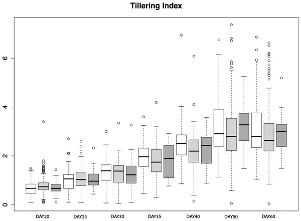 Tillering Index in parviglumis.