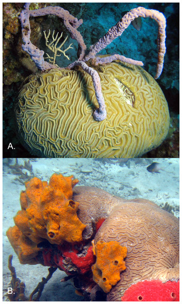 Overgrowth of corals by sponges.