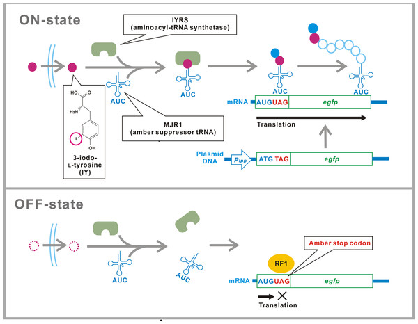 Schematic of the translational switch using the amber codon-specific IY.