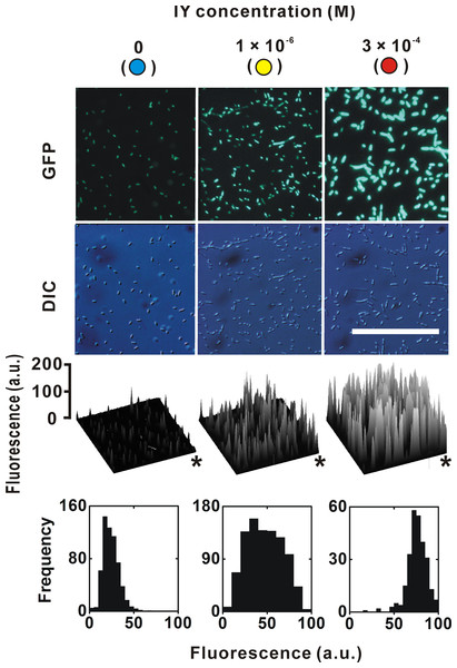 EGFP expression in individual bacteria.