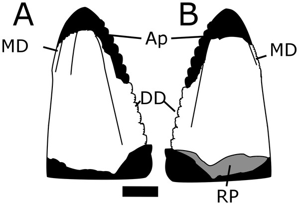 Line drawing of MNA V10666 (Crosbysaurus sp.).