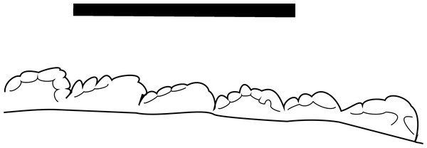 Line drawing of MNA V10666 (Crosbysaurus sp.) distal denticles