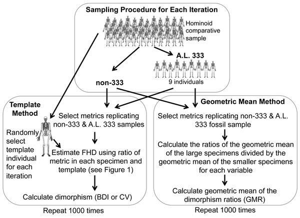 Sampling procedure used to simulate the Template and Geometric Mean Methods in extant humans, chimpanzees and gorillas.