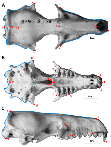Skulls: dorsal, ventral and lateral landmarks.