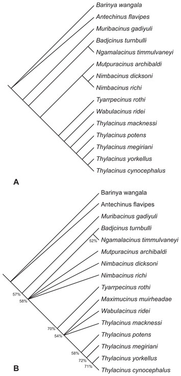 Thylacinus (Marsupialia: Thylacinidae) from the Mio-Pliocene boundary ...