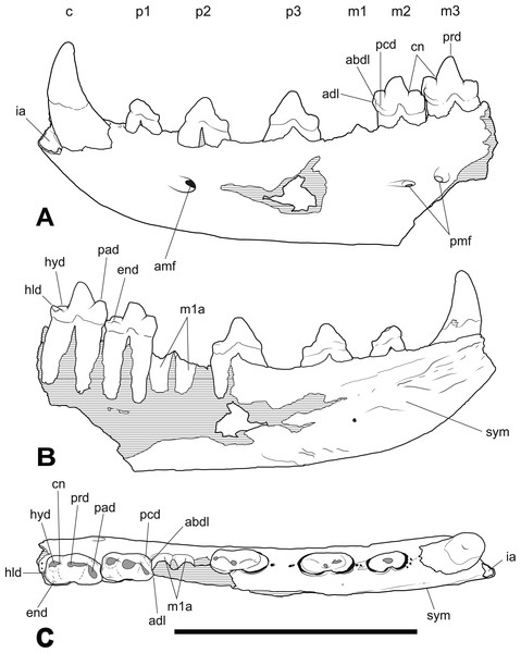 Thylacinus yorkellus holotype SAM P29807, incomplete left dentary.