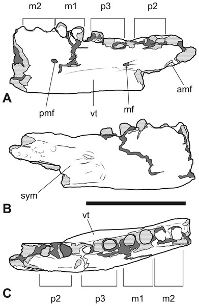 Thylacinus megiriani, NTM P4376, fragmentary right dentary.