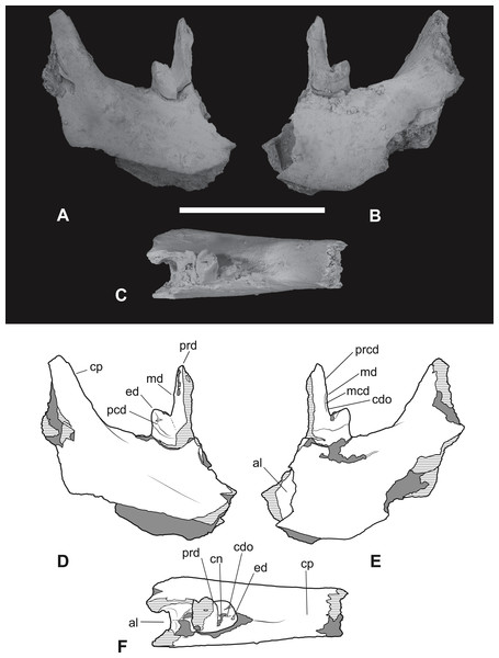 Thylacinus megiriani, NTMP4377, fragment of right dentary including partial right M4.