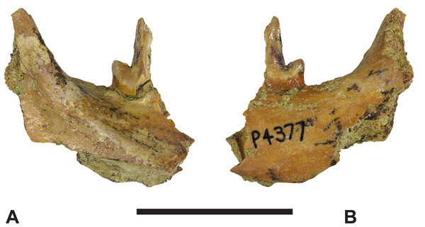 Thylacinus megiriani, NTMP4377, fragment of right dentary including partial right M4.