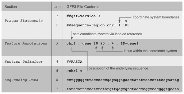 A GFF3 file example that shows the implicit relationships between data in the file and its genomic locus interpretation.