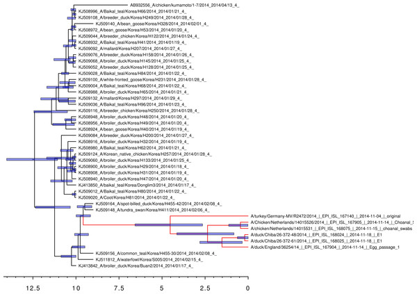 Bayesian coalescent gene tree for the 2014 H5N8 hemagglutinin sequences.