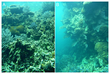 Self-generated morphology in lagoon reefs [PeerJ]