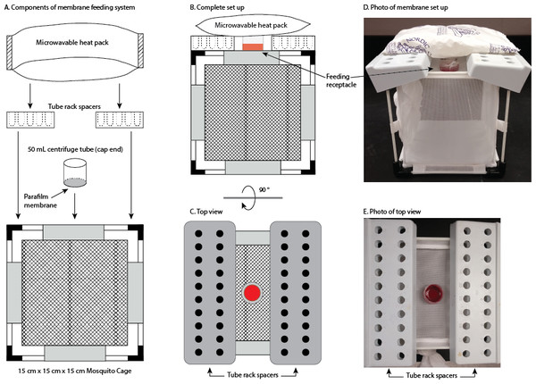 Membrane feeding system.