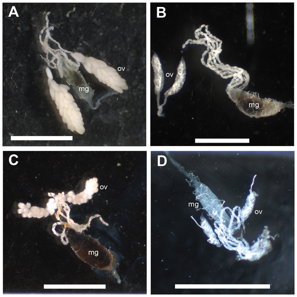 The effect of whole blood, RBCs and Hb meals on ovary development 72 h after feeding.