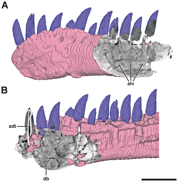 Surface model of the left dentary of SMA 0005 with anterior and posterior CT sections.