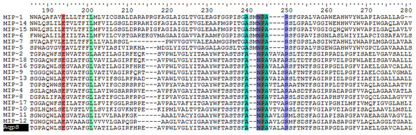 Partial sequence alignment of MIPs encoded by the ars operons with Aqps from Sinorhizobium meliloti SM1021 indicated.