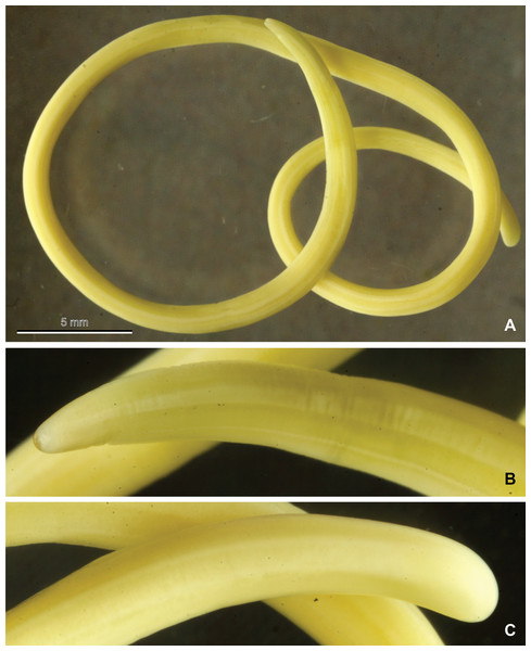 Mermithid Nematode from Vespa velutina.