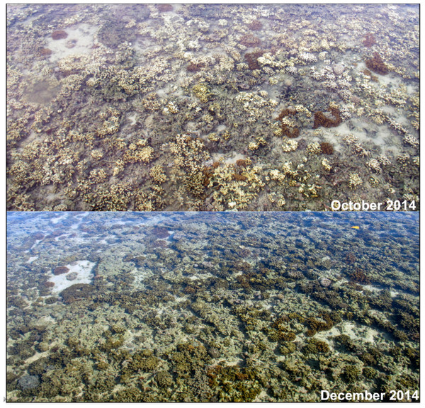 Coral bleaching and recovery from 2014 event.