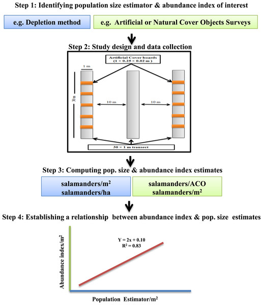 Framework for calibrating salamander abundance indices with population size estimators.