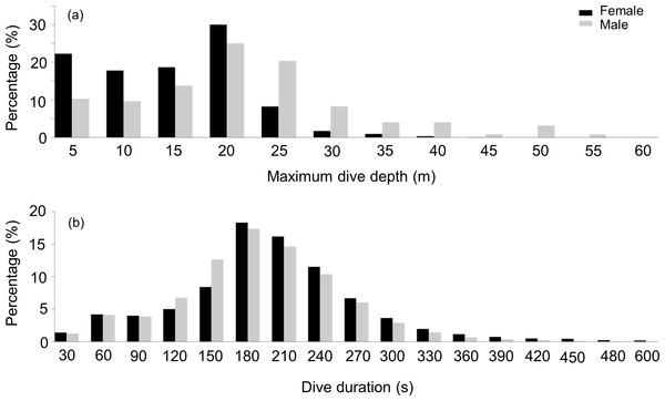 Frequency distribution of the maximum depth and dive duration of U-dives.