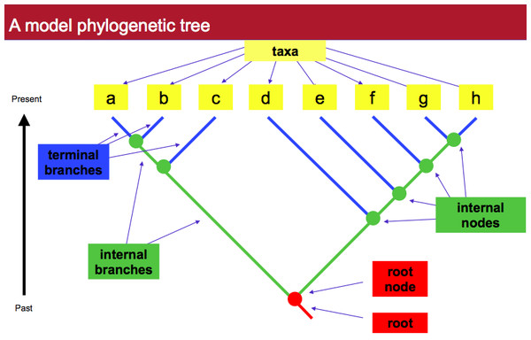 A model phylogenetic tree.