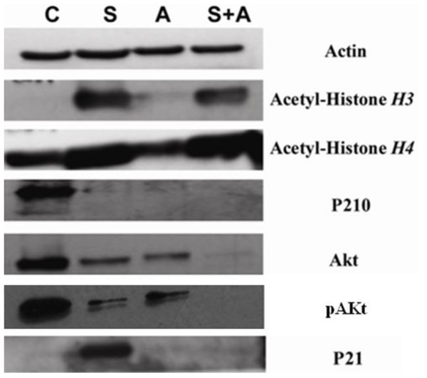 SAHA in combination with ATO showed pronounced changes in protein expression.