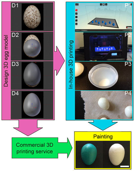 Protocol for producing 3D printed replicas of cowbird eggs.