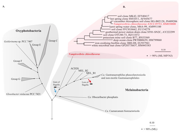 Phylogenetic position of Vampirovibrio chlorellavorus in the phylum Cyanobacteria.