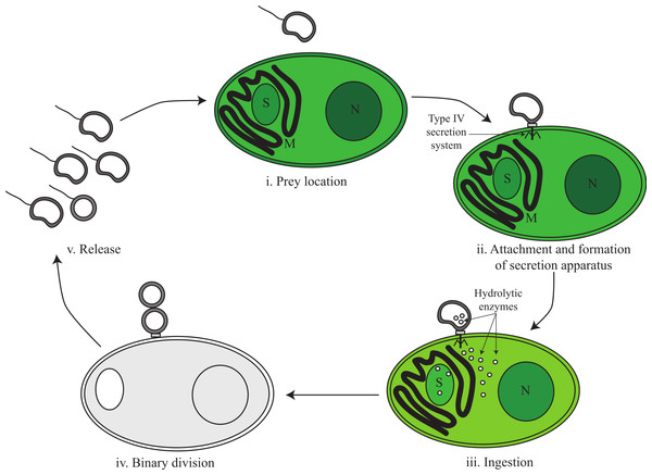 Proposed predatory life cycle of Vampirovibrio chlorellavorus informed by genome annotations.