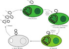 Back from the dead; the curious tale of the predatory cyanobacterium ...