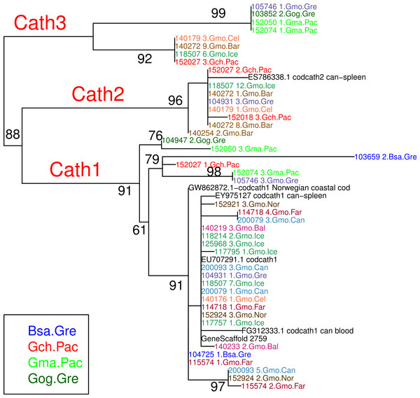 Maximum likelihood phylogenetic tree of exon 4 with bootstrap values.