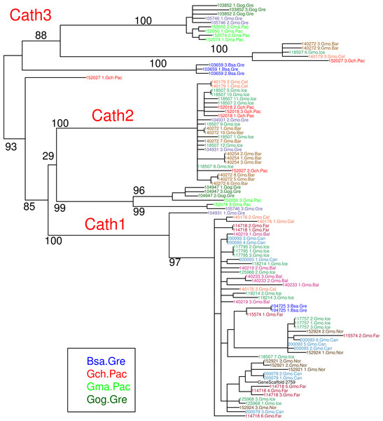 Maximum likelihood phylogenetic tree of all clones with bootstrap values.